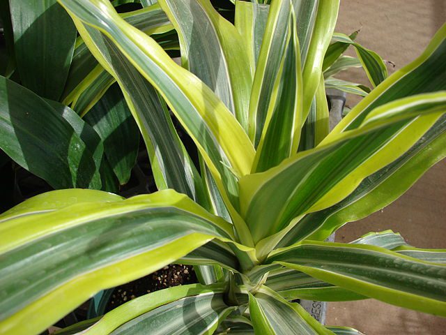 Dracaena fragrans 'Lemon Lime' Piante con foglie variegate