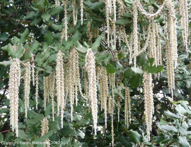 Garrya elliptica