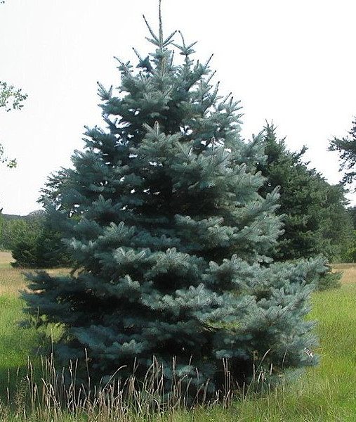 Picea pungens, albero di Natale vero