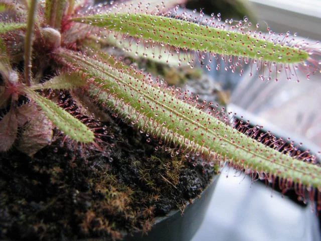 Drosera adelae