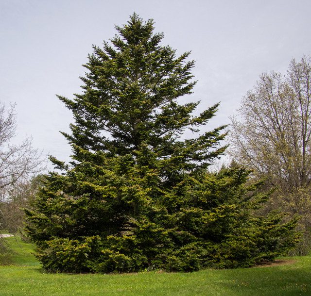 Abies Nordmanniana