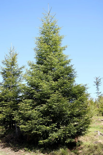 abete bianco, albero di Natale vero