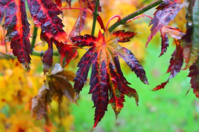 Acer japonicum Attary Â©Alessandro Biagioli