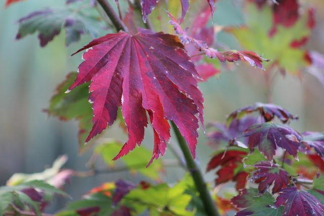 Acer Emmett's Pumpkin Â©Alessandro Biagioli