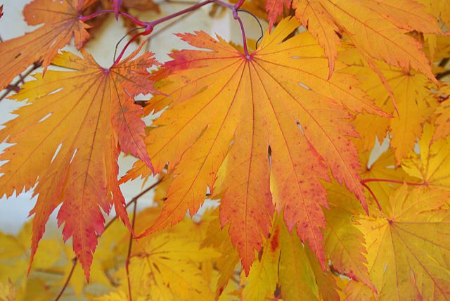 Acer japonicum 'O isami'