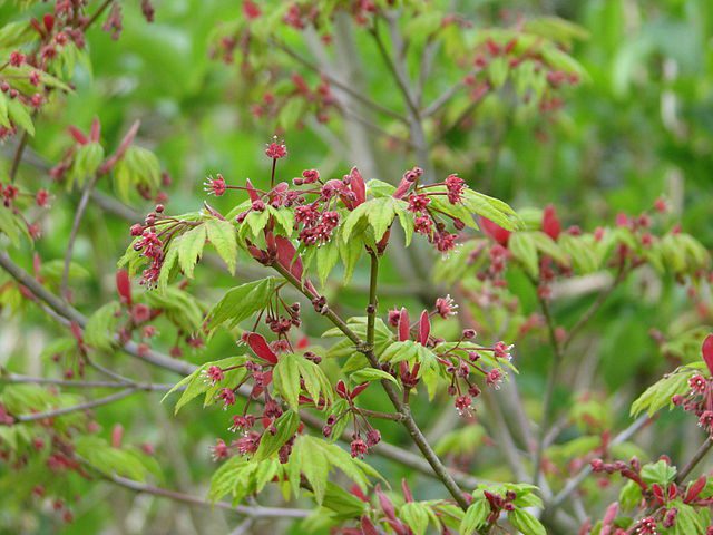 Acer vitifolium
