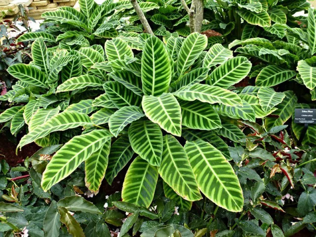 Calathea zebrina