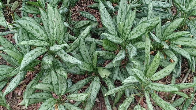 Aglaonema âSilver Queenâ piante foglie variegate