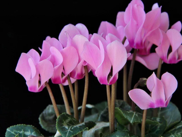 Cyclamen persicum ciclamino