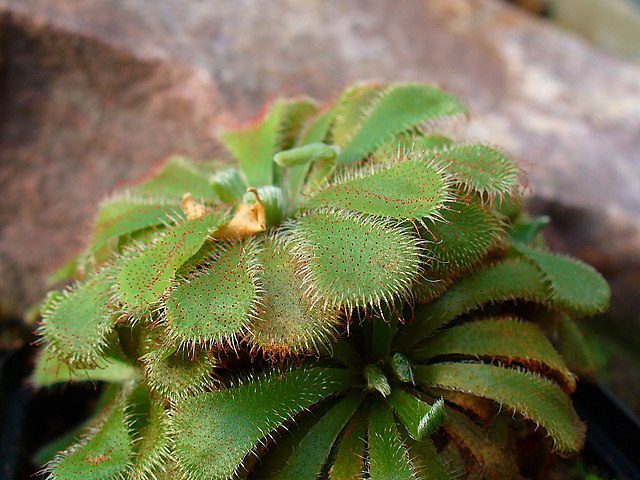 Drosera_aliciae