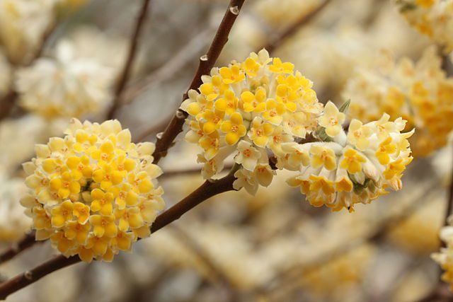 Edgeworthia chrysantha