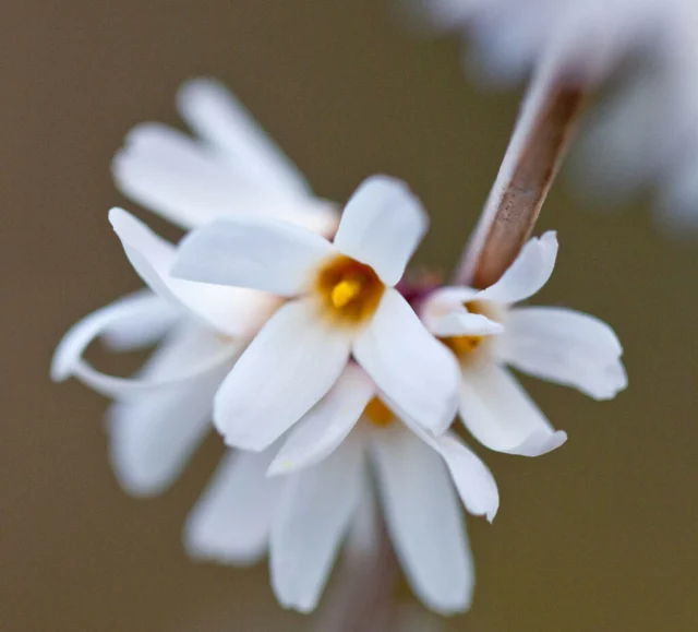 fiori invernali