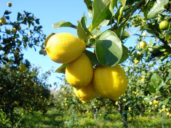 Limone Agrumi di Sicilia