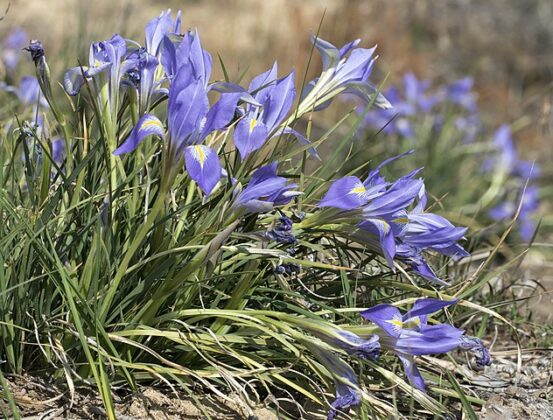 Iris unguicularis fioi inverno