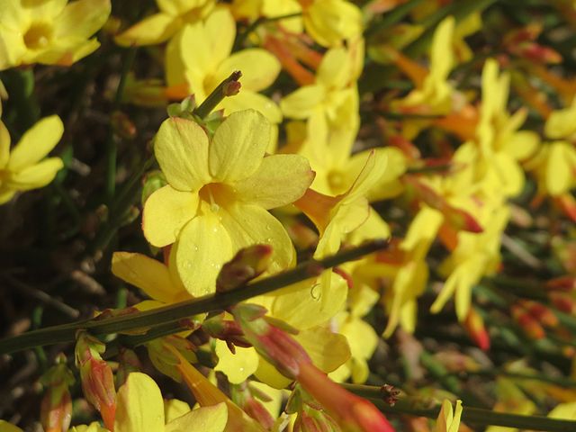 fiori invernali