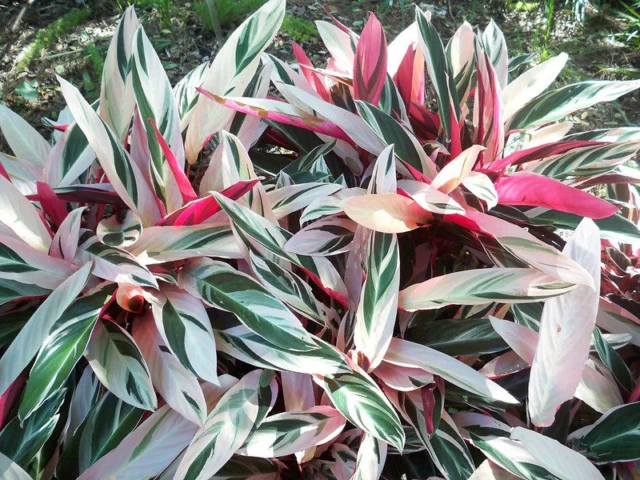 stromanthe sanguinea 'Triostar' piante d'appartamento con foglie variegate