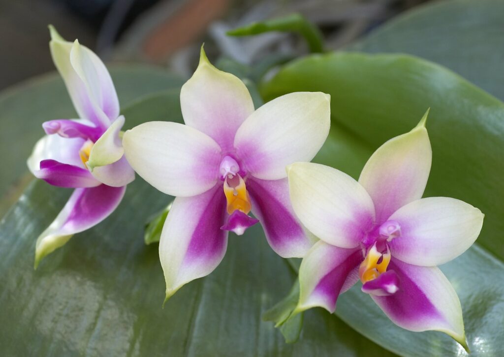 Orchidea Phalaenopsis bellina 