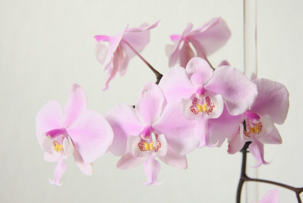 orchidea Phalaenopsis schilleriana