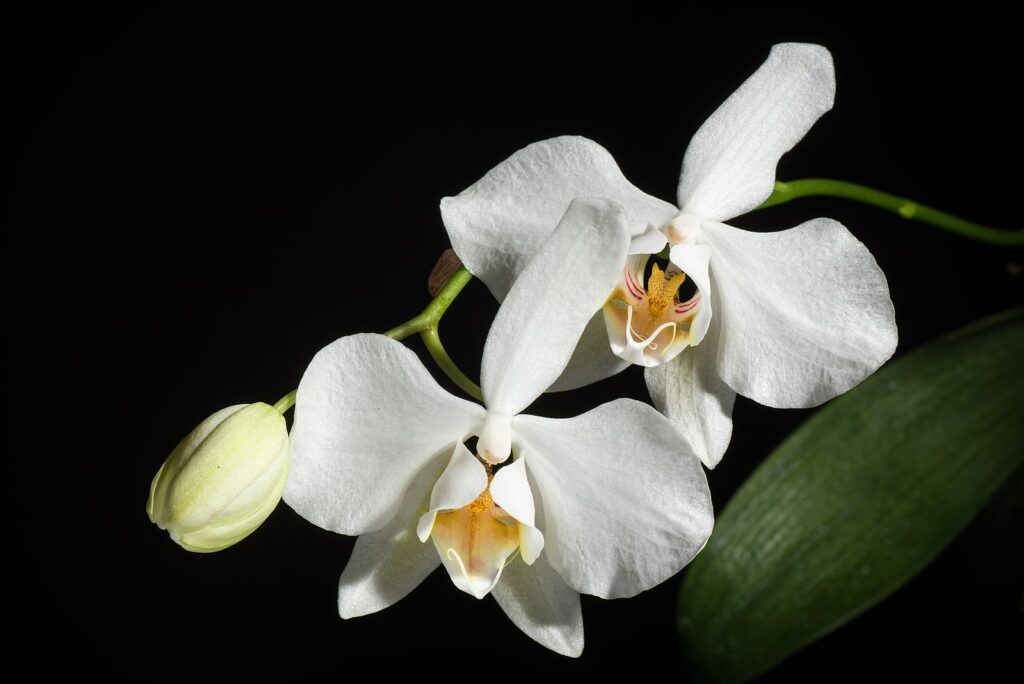 orchidea Phalaenopsis aphrodite