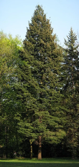 Pseudotsuga menziesii