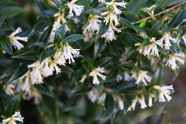 Sarcococca_hookeriana