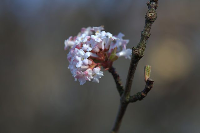 Viburnum_farreri