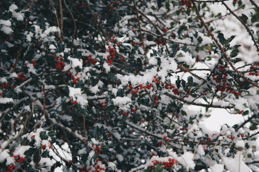 bacche rosse invernali