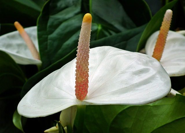 Anthurium andreanum a fiore bianco