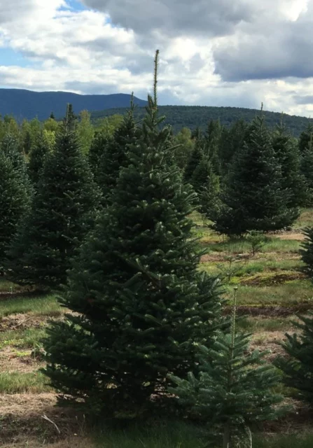 Abies balsamea, albero di Natale vero