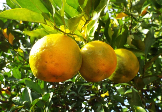 bergamotto di calabria