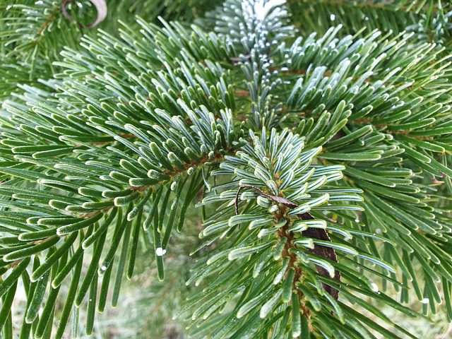 Abies nordmanniana aghi