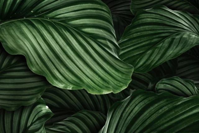 Calathea orbifolia Piante con foglie variegate