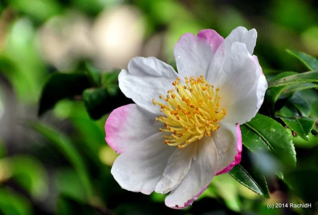 camellia sasanqua camelia invernale