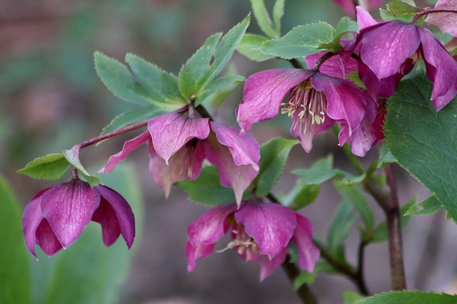 fiori invernali