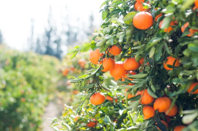 marmellata di clementine con buccia