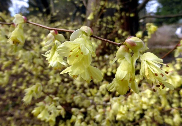 corylopsis