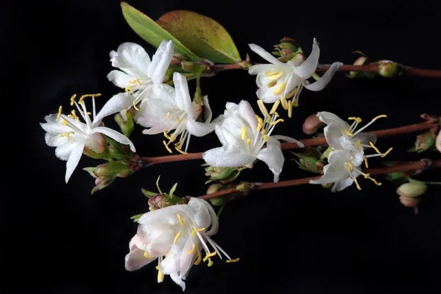 Lonicera x purpusii 'Winter Beauty'