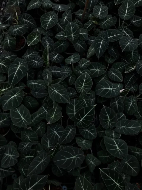 Alocasia reginula 'Black Velvet'