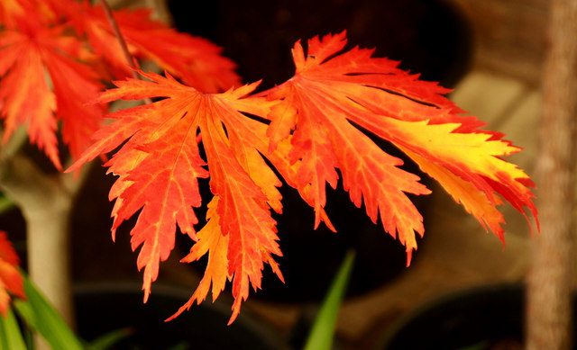 Acer aconitifolium