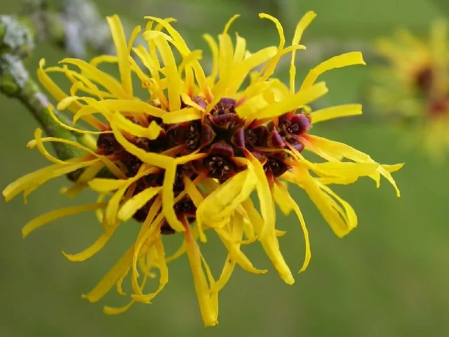 hamamelis