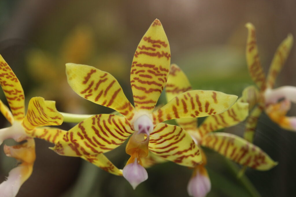 orchidea Phalaenopsis fasciata