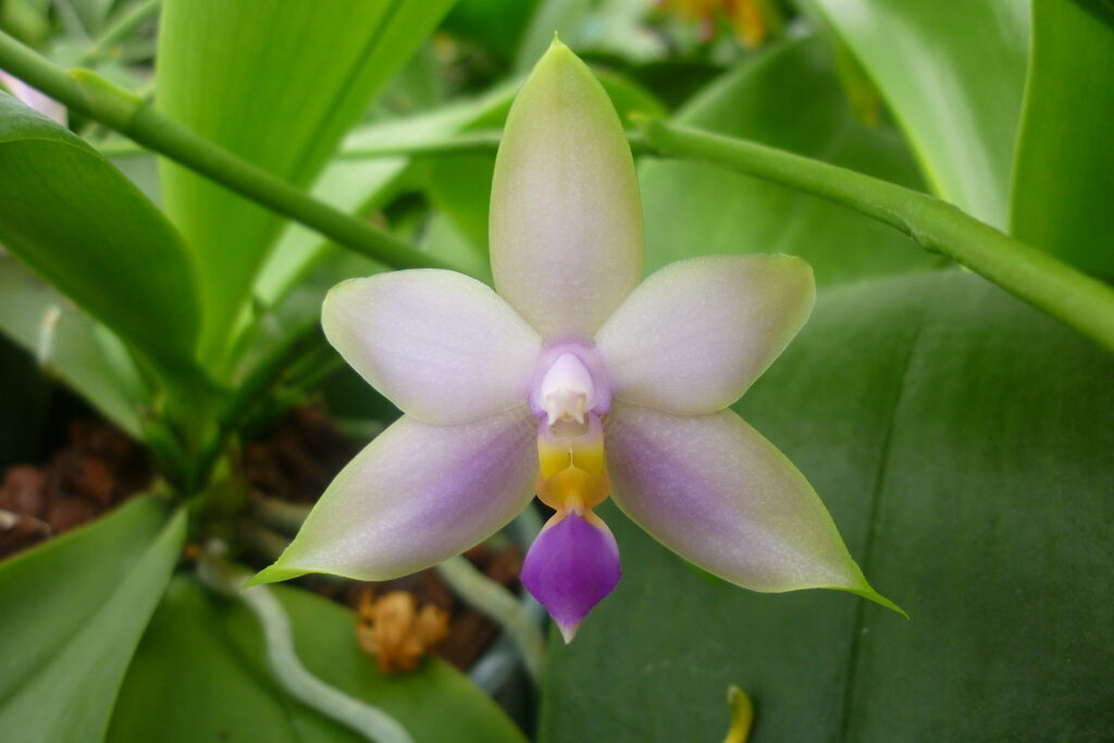 orchidea Phalaenopsis violacea