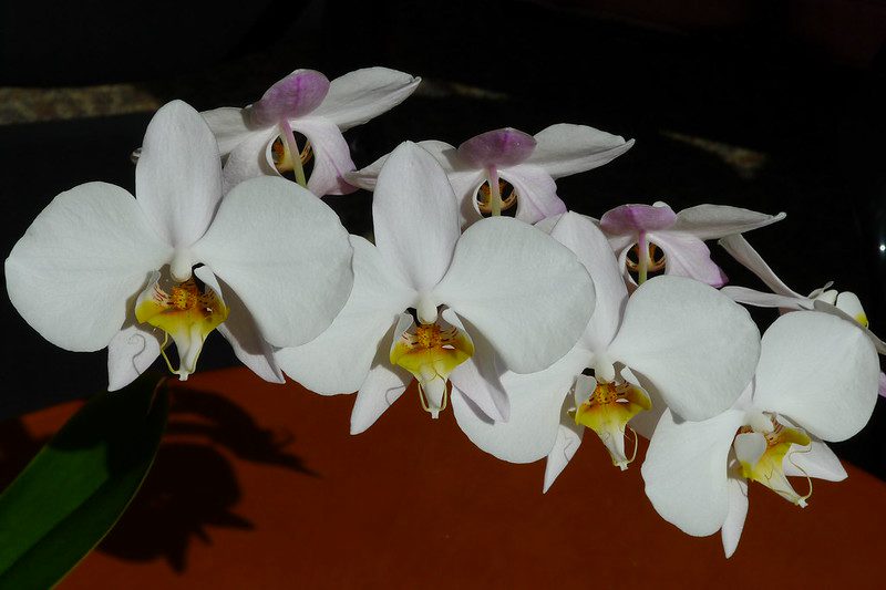 orchidea Phalaenopsis amabilis