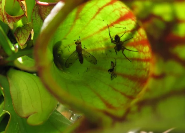 piante carnivore che si cibano di piccoli insetti