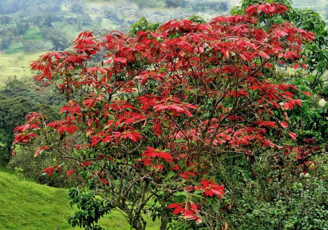 Albero di Euphorbia pulcherrima