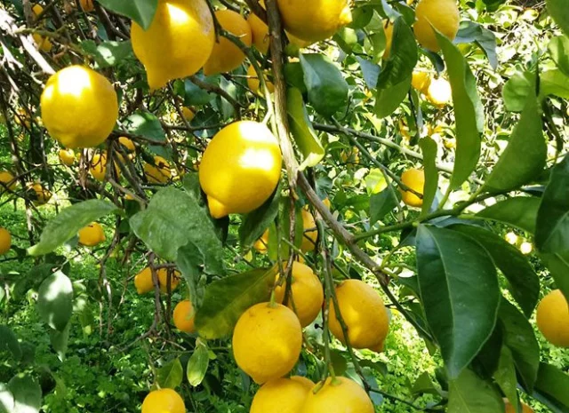 limone etna Agrumi di Sicilia