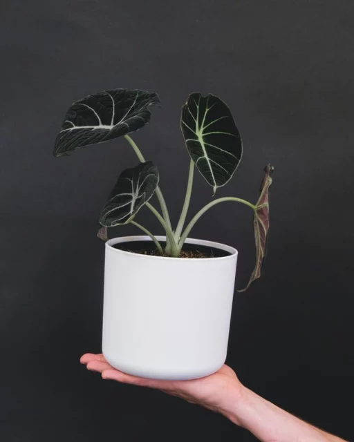 Alocasia 'Black Velvet'