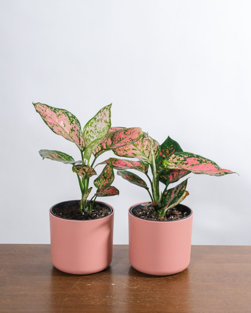 aglaonema varieties with names and pictures