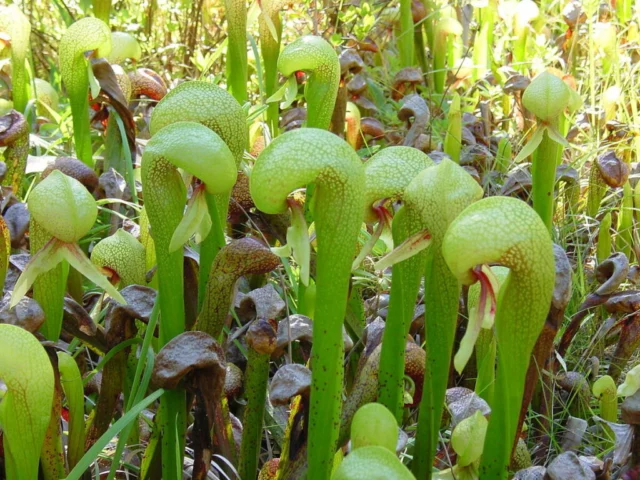  Darlingtonia californica