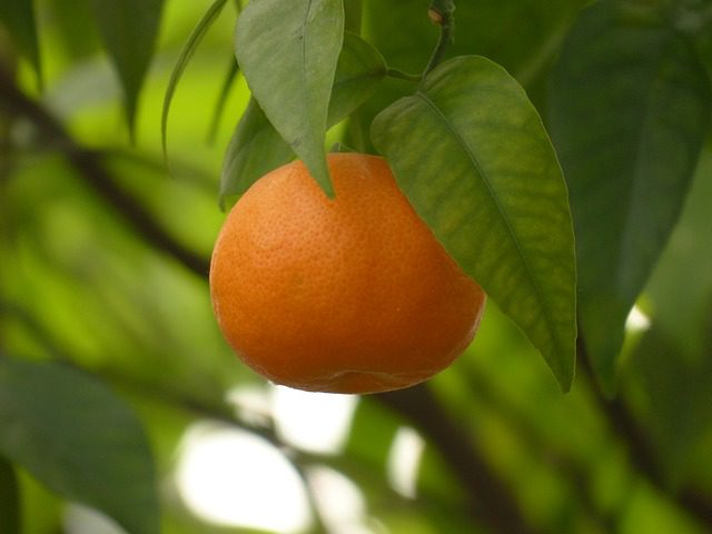 citrus nobilis